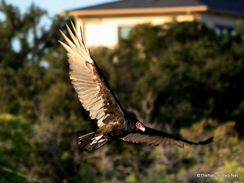 Turkey Vulture